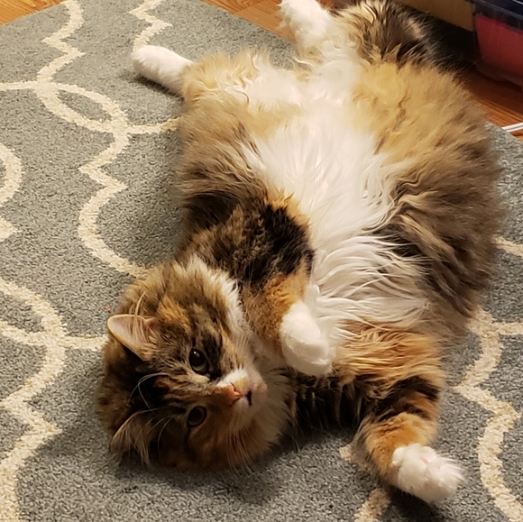 Photo Shoot (for wet-food🥫🍛🦀🦐) - Picture 3 of 9